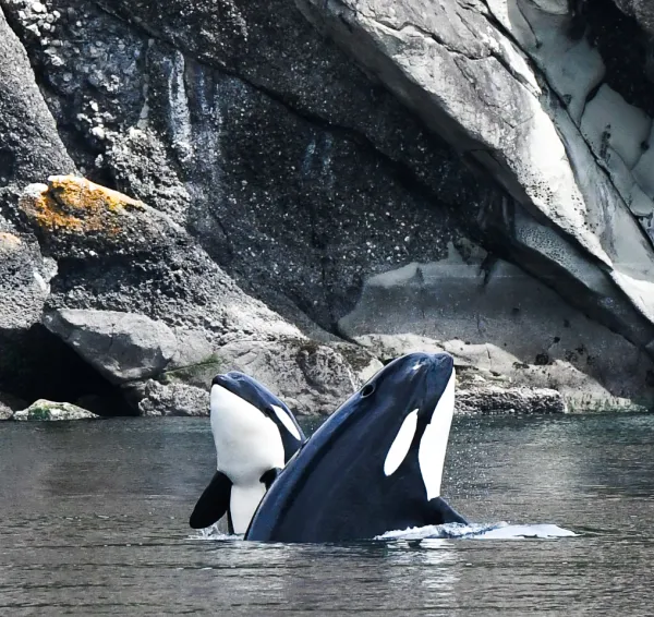 Classic Whale Watch Boat Tour from Roche Harbor