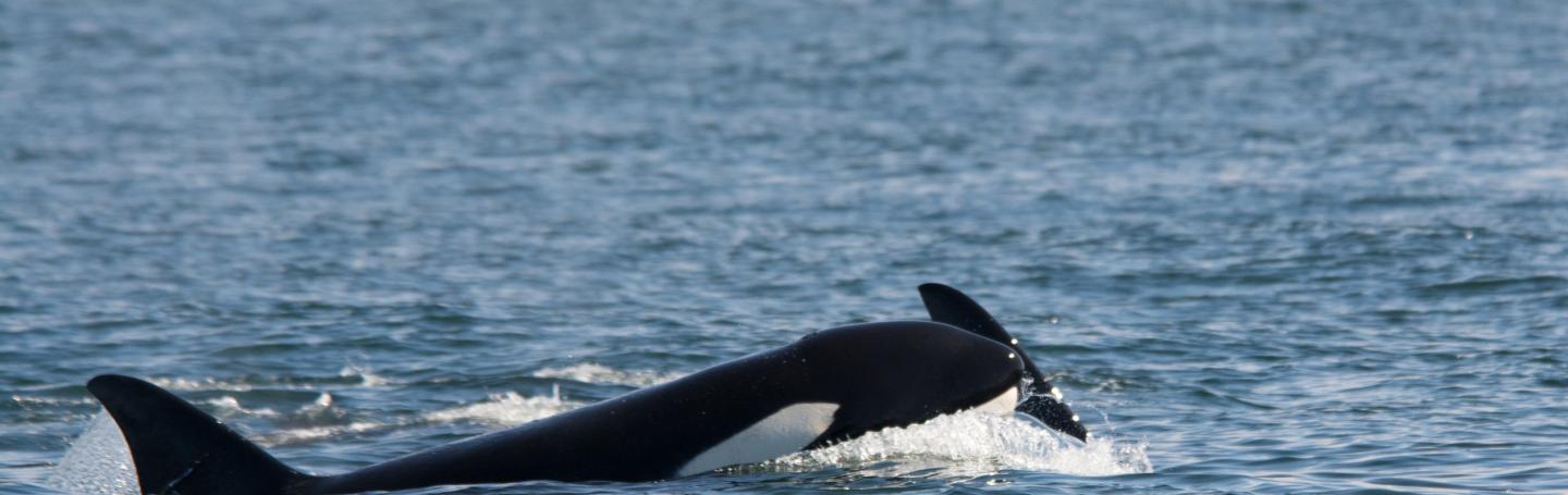 A Transient (Mammal-Eating) Orca