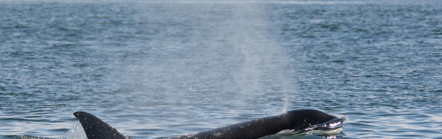 Killer whale surfacing in the San Juans