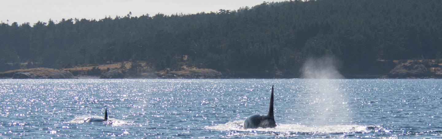 A Transient (Mammal-Eating) Orca