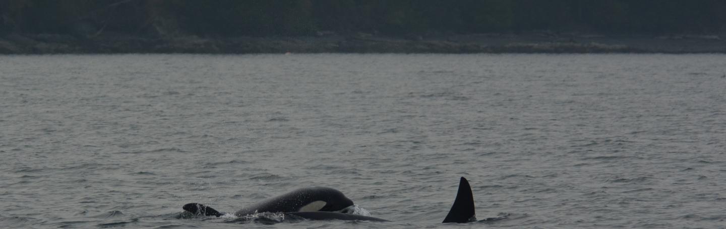 Orcas: T002C4 with T002C
