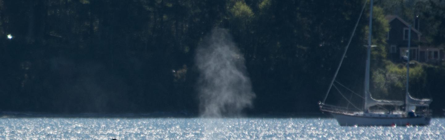 Transient killer whale