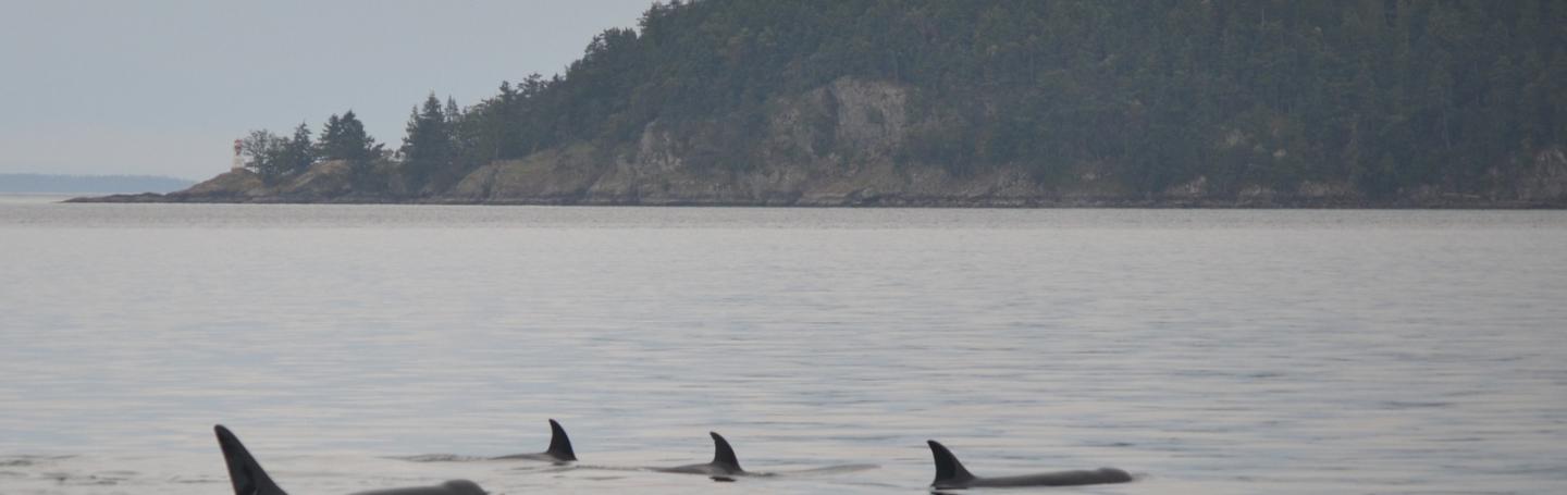 Bigg's Killer Whales