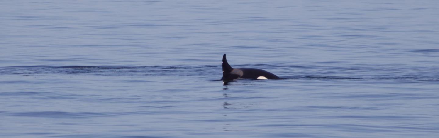 Bigg's Killer Whales near White Rock