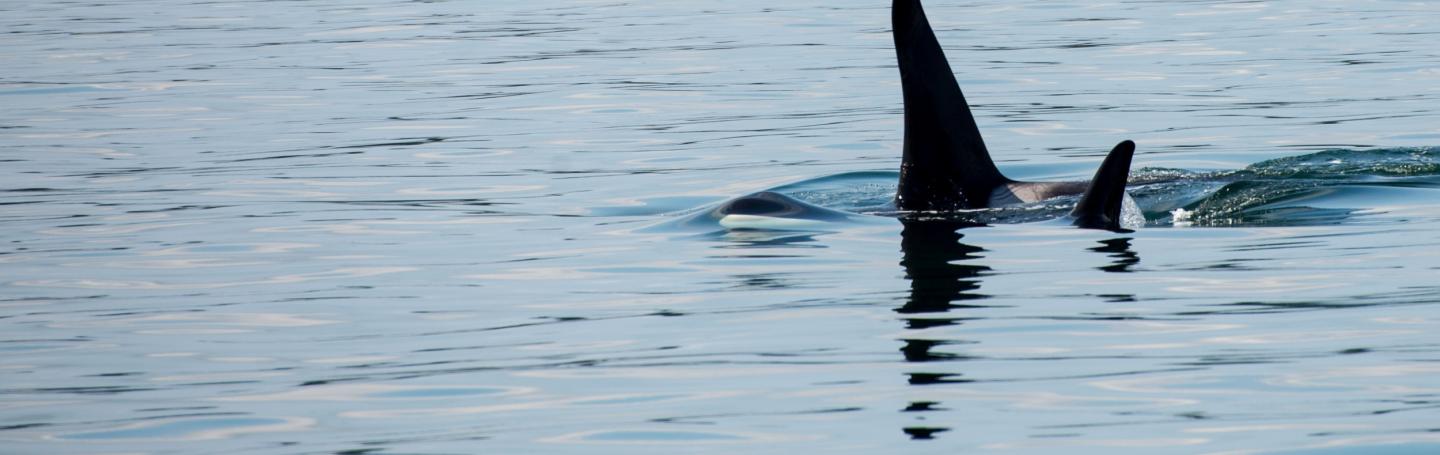 J Pod on the West Side of San Juan Island