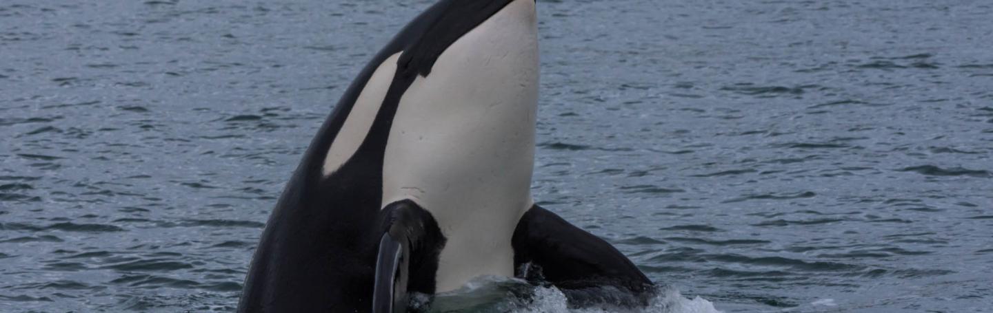 Seattle Orca Whale Watching in San Juan Island