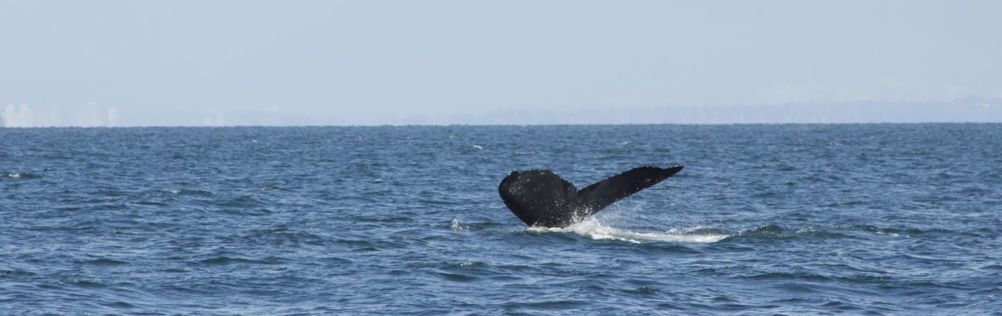 Humpback Whale