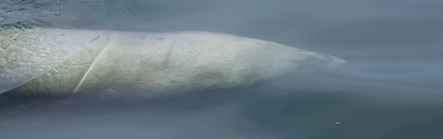 Steller Sea Lion Swimming