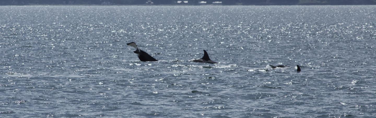Bigg's Orcas
