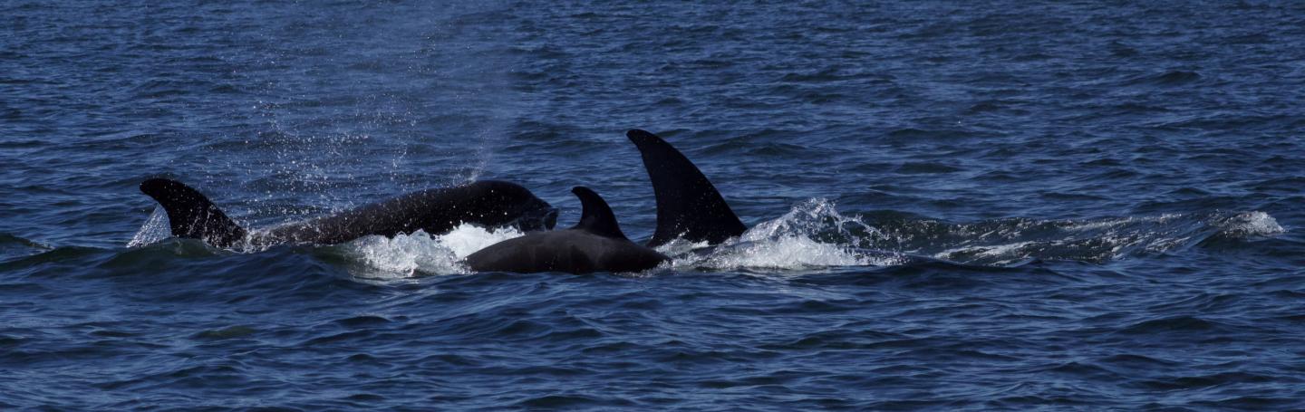 Bigg's Orcas