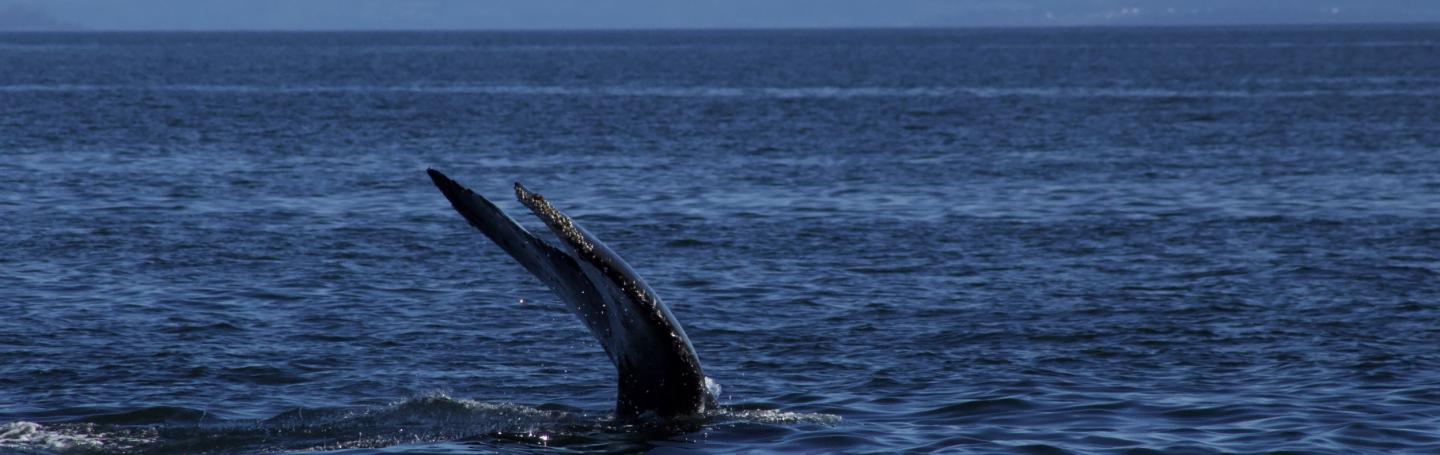 Humpback Whale