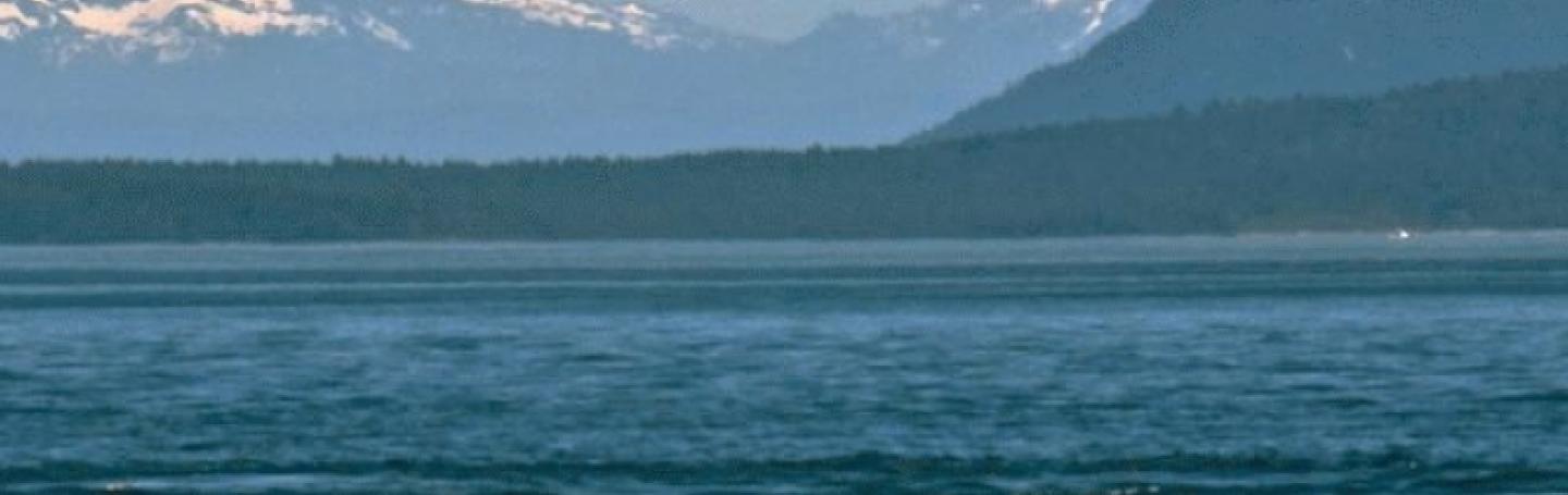 Gray Whale in the Salish Sea