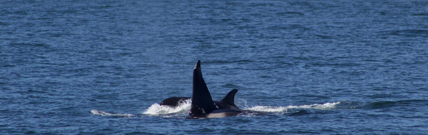 Transient Orcas