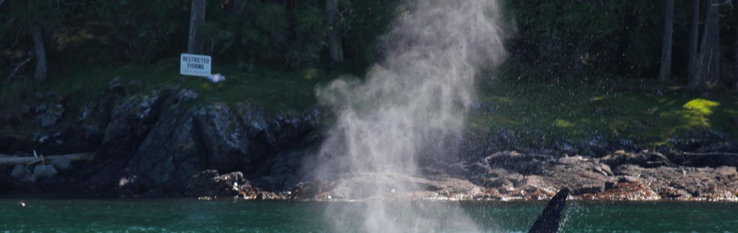 Bigg's Killer Whales near Stuart Island