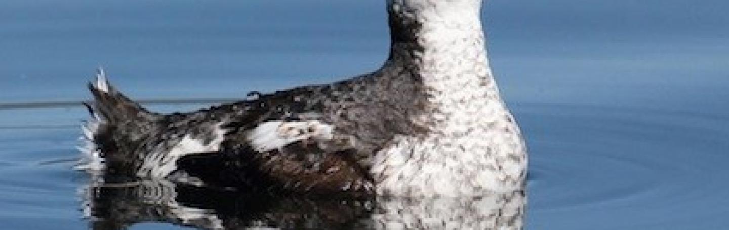 An Endangered Marbled Murrelet (Photo by Robin Corcoran)