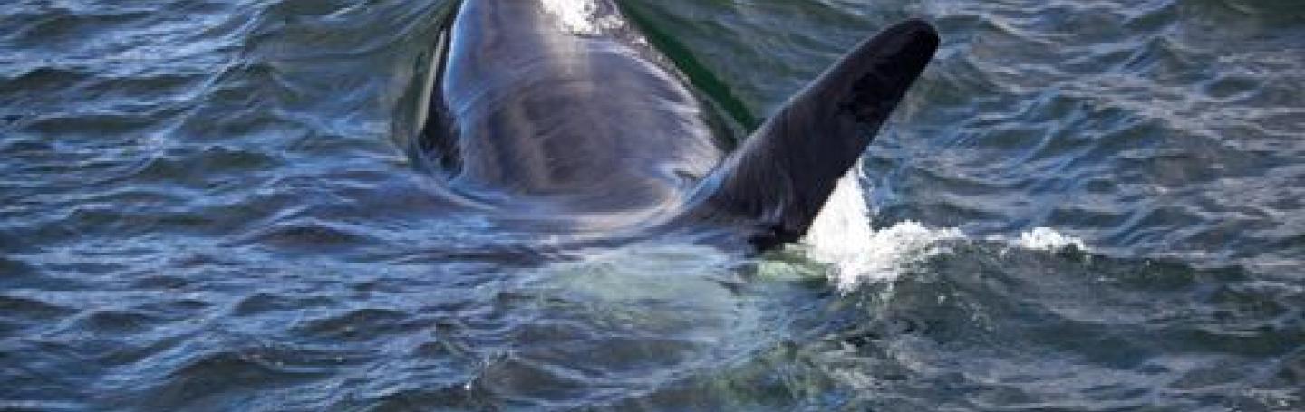 Bigg's Killer Whales Near Turn Point!