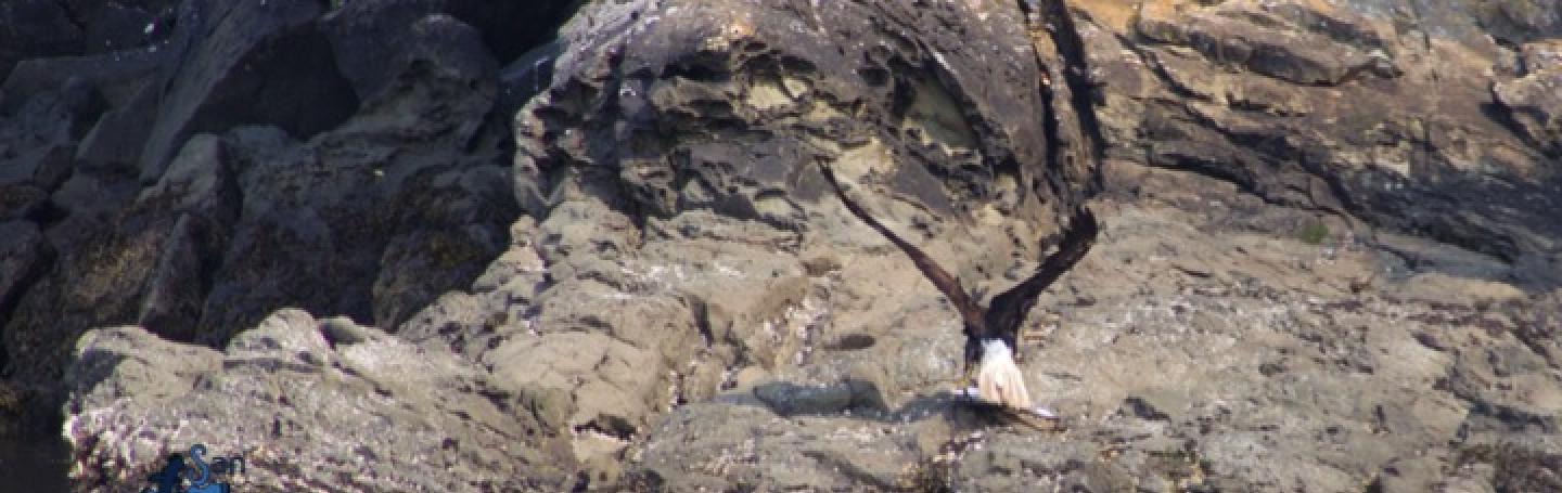 Bald Eagle with salmon