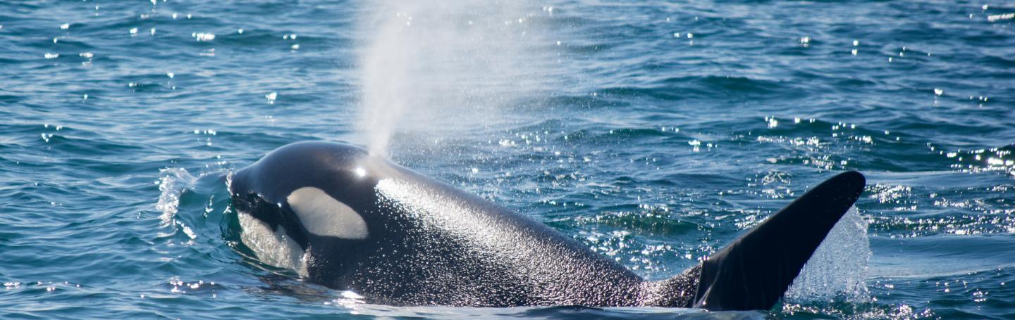 Sprouting male killer whale