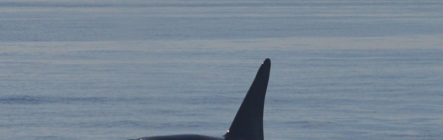 Transient Orca
