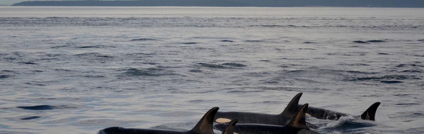 Bigg's Killer Whales in the Haro Strait