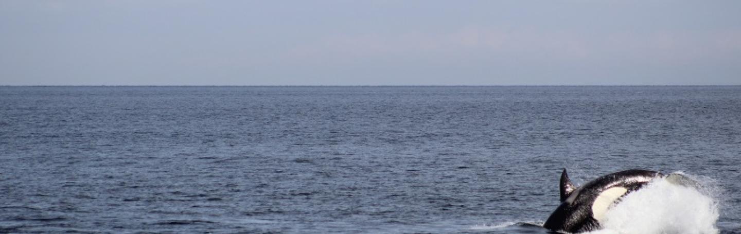 Bigg's killer whales in Puget Sound