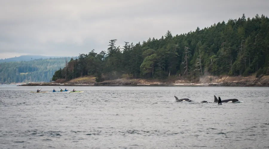 West Side Killer Whale Sanctuary Tour