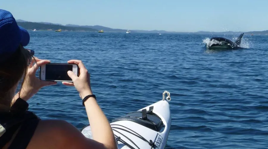 Orca Search by Kayak