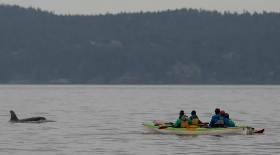 Orca Search by Kayak