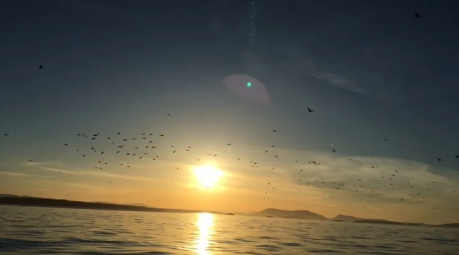 Bioluminescent Kayak Tour