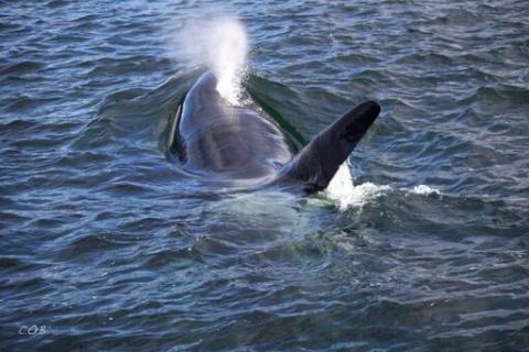 Bigg's Killer Whales Near Turn Point!