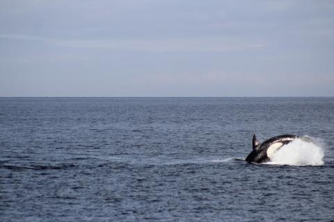 Bigg's killer whales in Puget Sound
