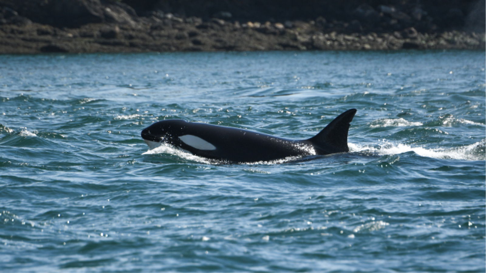 Bigg's or transient killer whale surfacing