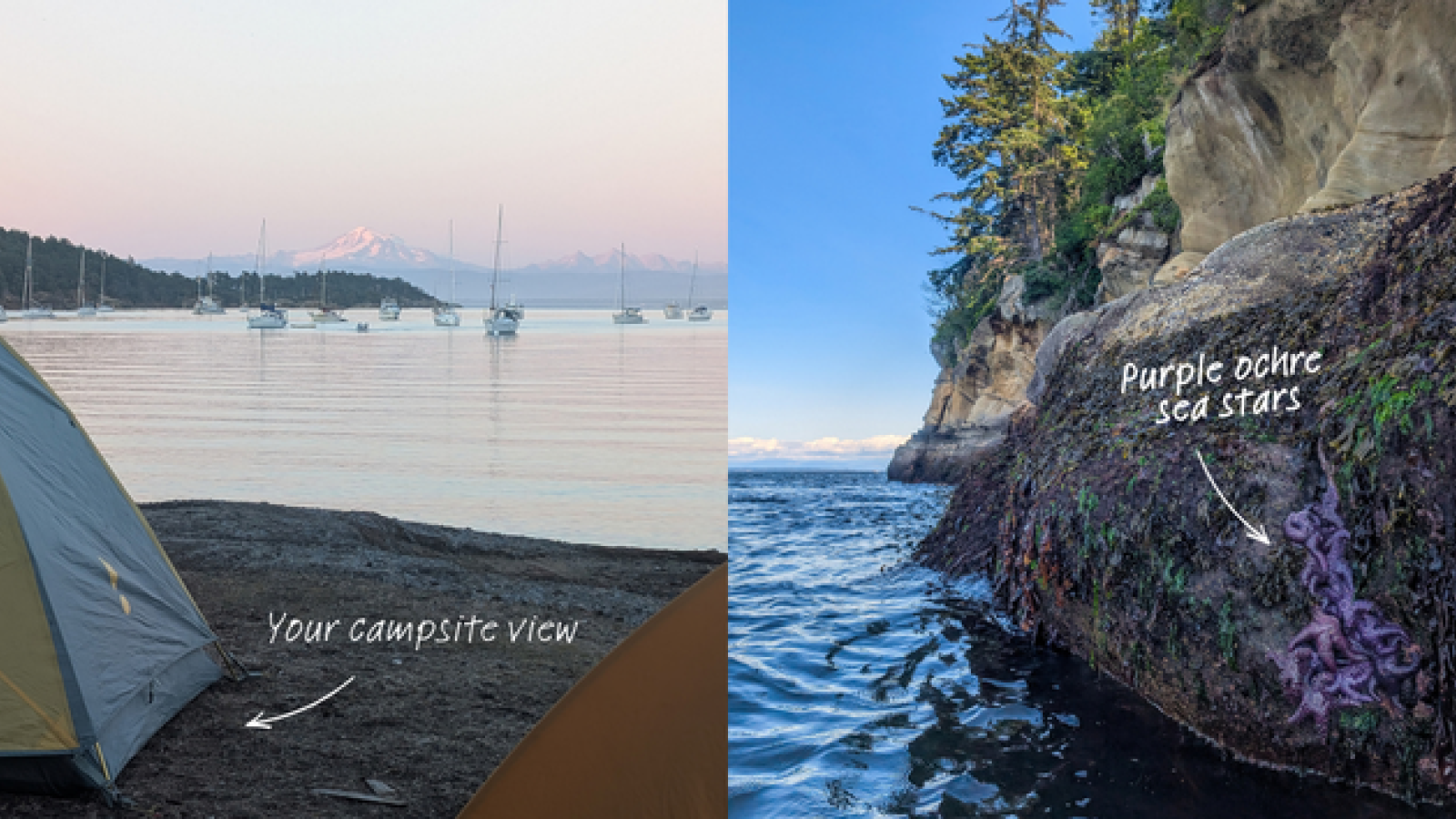View from campsite on Sucia island and purple ochre sea stars