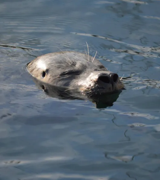 Friday Harbor 3 Hour Kayak Tour
