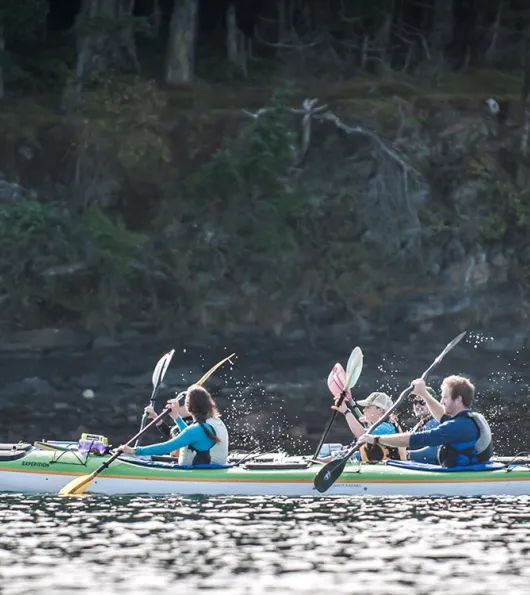 Orca Search by Kayak