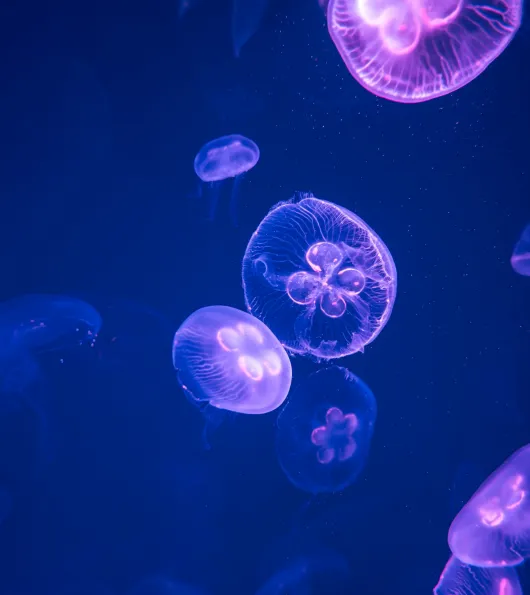 Bioluminescent Kayak Tour